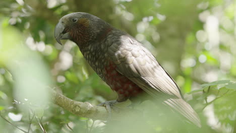 kaka bird perching and flying away in the forest - close up