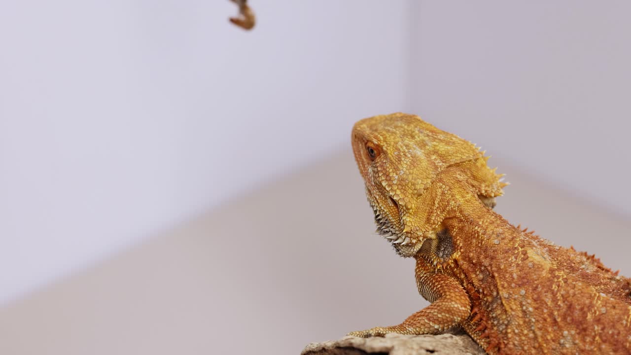A bearded dragon attentively watches a dangling insect in a controlled environment with soft lighting