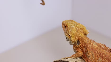a bearded dragon attentively watches a dangling insect in a controlled environment with soft lighting