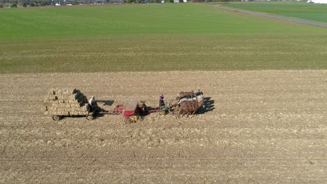 vista aerea di un uomo e di una donna amish che raccolgono stocchi di mais e si salvano in piazze con attrezzature trainate da cavalli in una soleggiata giornata autunnale