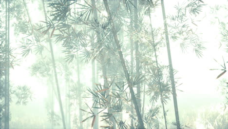 sunshine-in-the-morning-mist-bamboo-forest