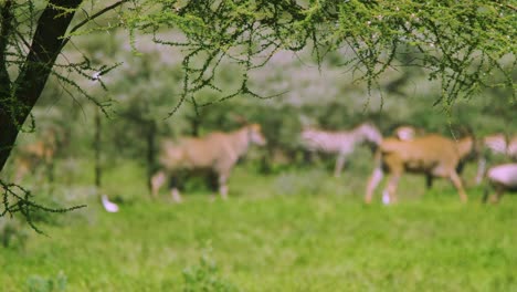 wild wildebeest stops and looks at camera after focus pull to african animals