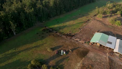 Aerial-shot-of-free-roaming-dairy-cows-on-a-private-farm-in-Washington