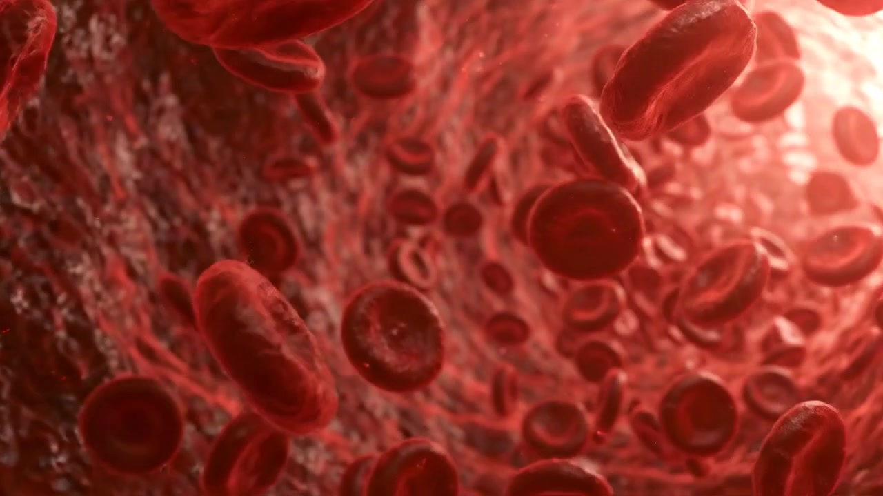Microscopic View of Red Blood Cells Flowing Through a Vein