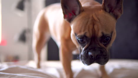 grown up french bulldog acting naive barking at camera