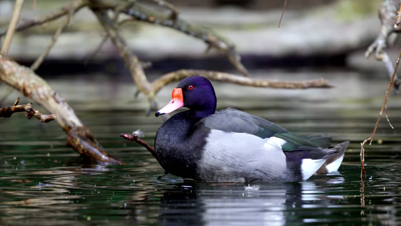 남성과 여성의 장미빛 청구 포차드, 네타 페포사카의 자연 경관