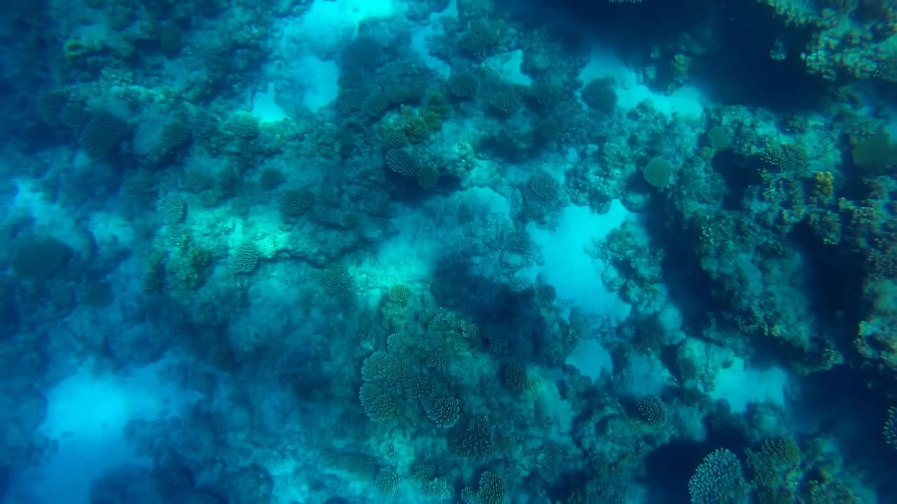 Uma cena subaquática tranquila apresentando um recife de coral, observado de uma perspectiva de cima para baixo no fundo do oceano, mostrando a beleza serena e natural do ambiente marinho com cores vibrantes.