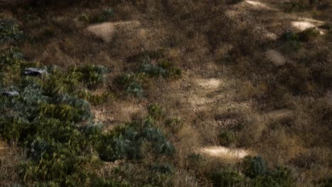 Plantation-of-palm-trees-at-Ein-Gedi-in-the-Dead-Sea-area,-Israel.