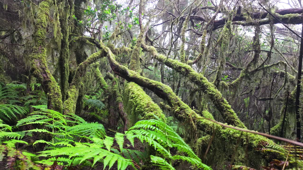 Lush green forest with moss-covered trees in Parque Rural de Anaga