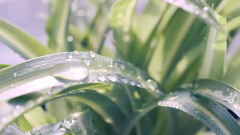 closeup of green grass with raindrops falling in a beautiful outdoor meadow vibrant green blades of grass glistening with raindrops in a serene natural meadow setting