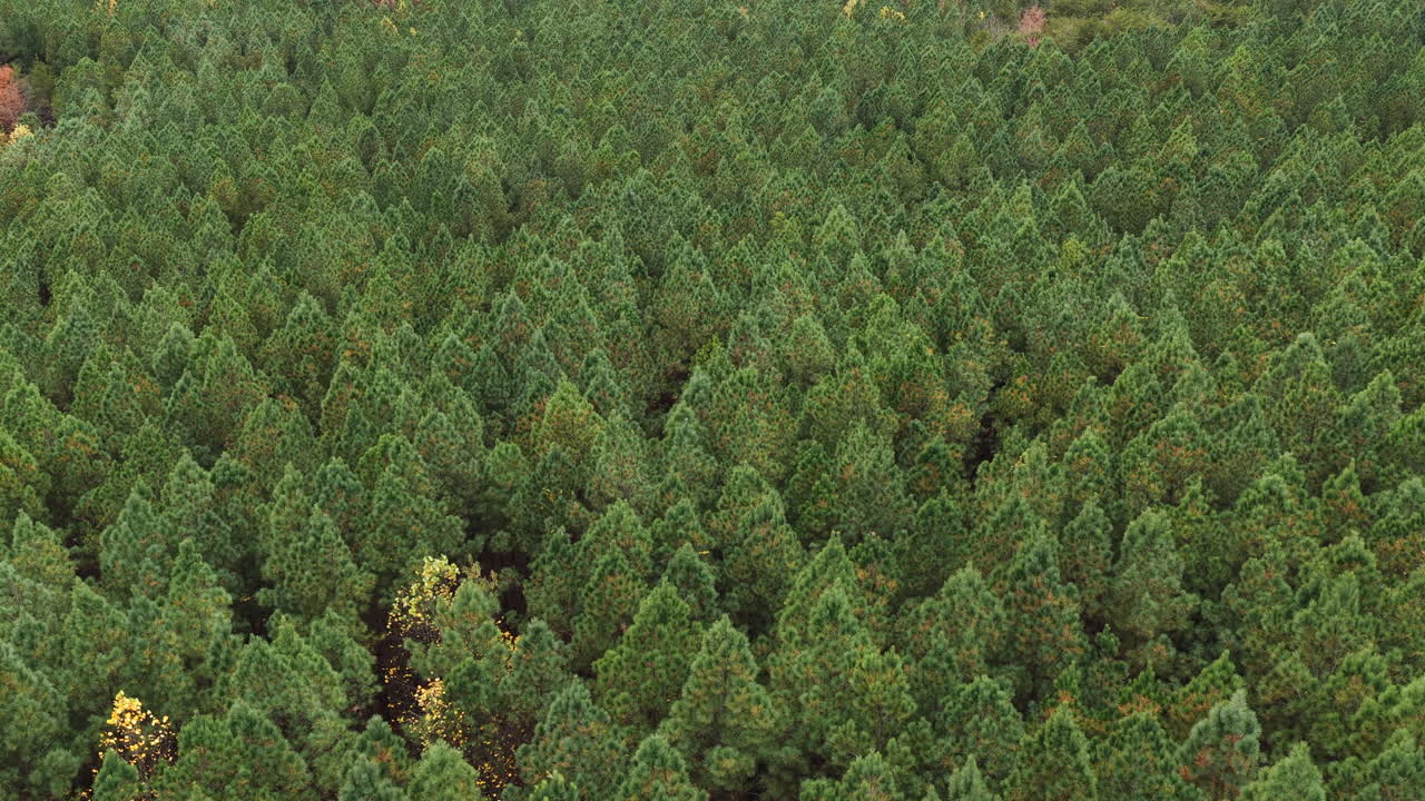 Wide overhead drone view of dense pine forest with subtle autumn highlights, creating a repeating geometric pattern across the canopy