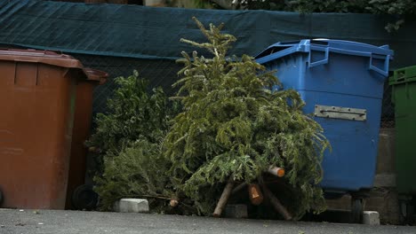 abandoned christmas trees beside garbage bin after the holidays