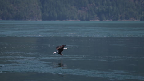 eagle catching fish in the ocean in canada