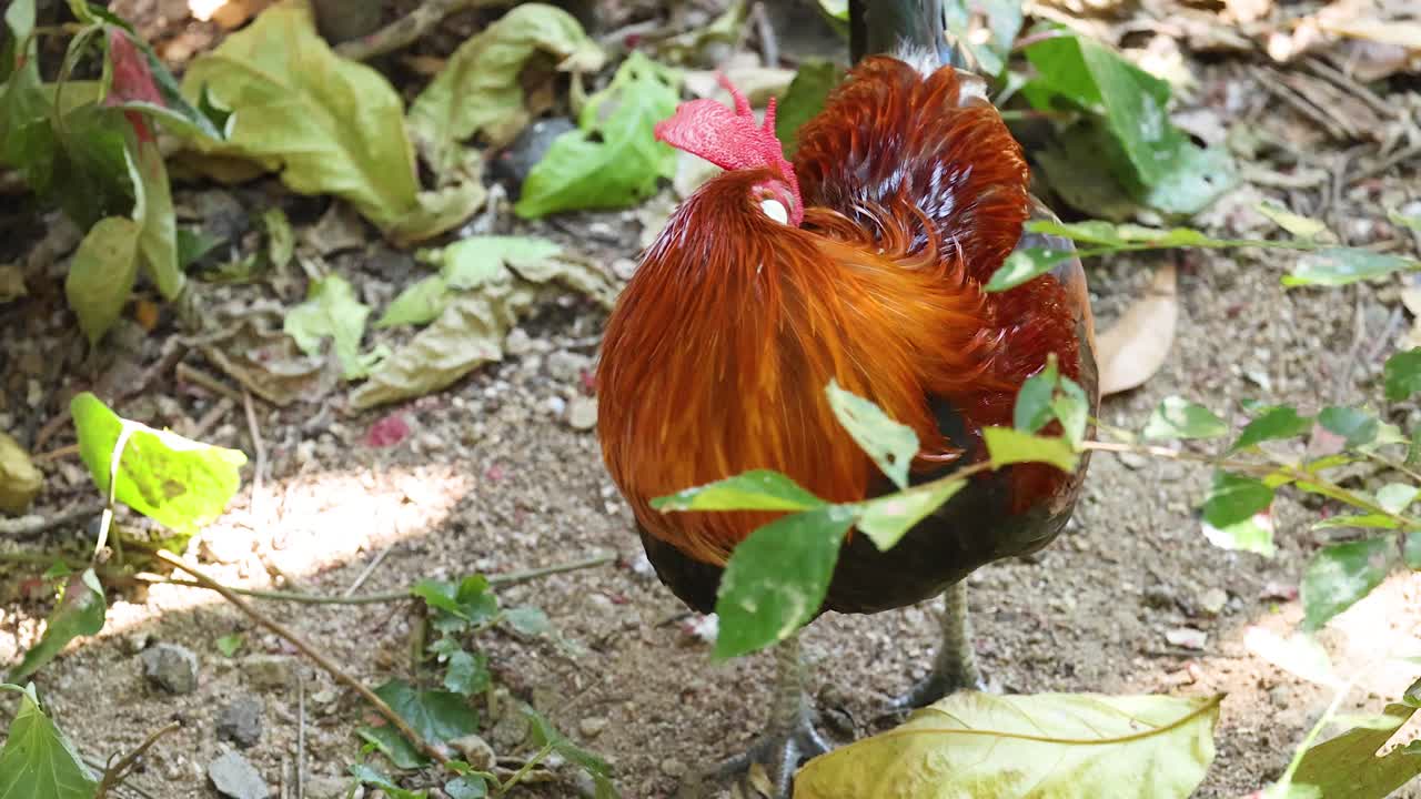 un gallo explorando el follaje en el zoológico de khao kheow