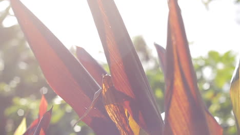 El-Brillo-Del-Sol-Se-Refleja-En-La-Planta-Naranja