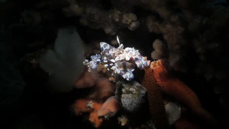 a pair of harlequin shrimps eating the legs of a starfish on the great barrier reef