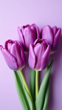 four purple tulips on a violet background