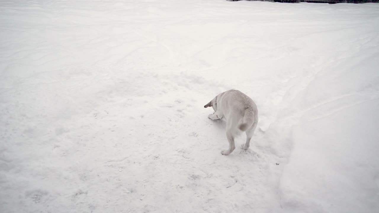 눈 인 지역 에 있는 라브라도르 리트리버