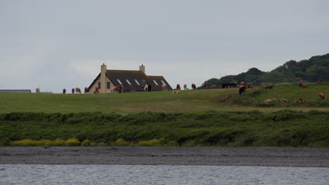 wide shot looking across new england bay with cows and building in background