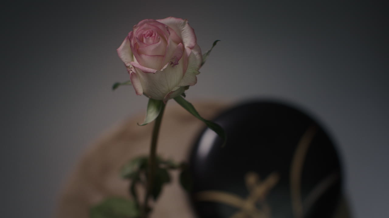 A single rose withers in a vase timelapse