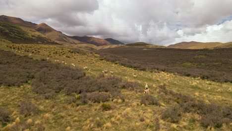 vista aérea de la migración de ovejas: animales que viajan cuesta arriba hacia las remotas montañas del sur de nueva zelanda