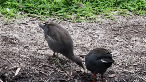 two birds forage and interact in a natural setting