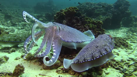 Courtship-behavior-of-Pharaoh-cuttlefish