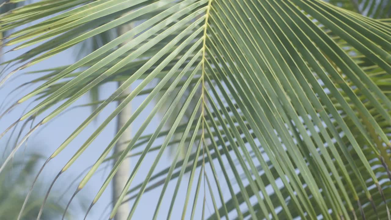 Rack focus shot from a coconut tree leaf to a coconut tree trunk at the back