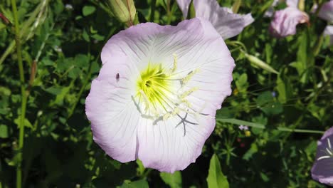 this is a video of a primerose flower blowing in the wind is slow motion