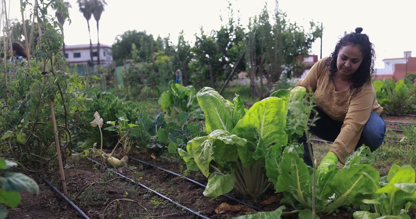 Mulher Cuidando de Hortaliças Orgânicas em uma Horta Comunitária