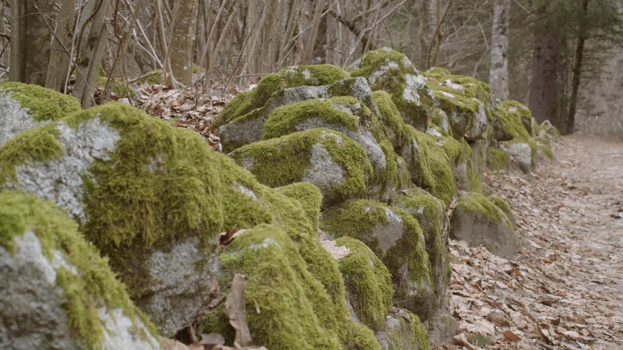 Rocce coperte di muschio su una strada in mezzo al bosco sulle Alpi italiane, 4k slow motion