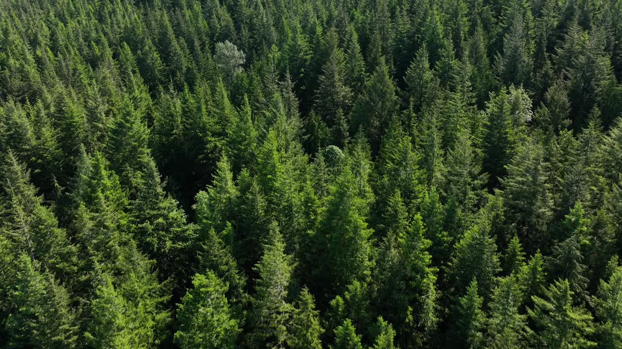 Luftfoto fra oven af en frodig grøn skov i delstaten Washington