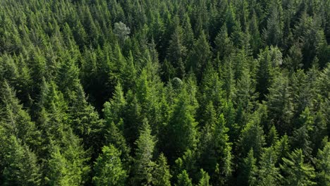 Toma-Aérea-De-Un-Exuberante-Bosque-Verde-En-El-Estado-De-Washington