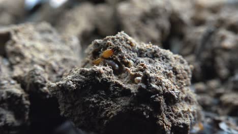 Termites-on-a-Pile-of-Mud