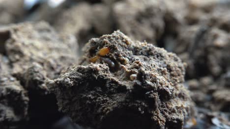 termites on a pile of mud