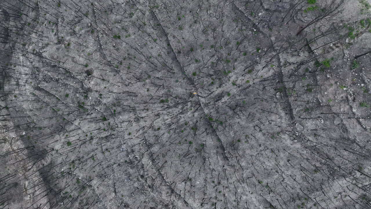 vista aérea de un hombre solitario camina en un bosque quemado muerto después de un devastador incendio forestal
