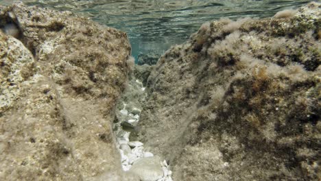 Sand-Steenbras-Fischt-Am-Steinigen-Paralia-Emplisi-Strand,-Griechenland---Unter-Wasser