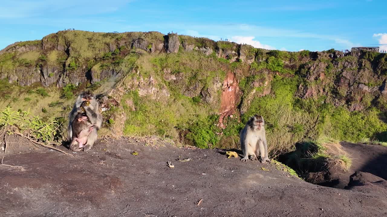 Scimmie sul Monte Batur con paesaggio lussureggiante, atmosfera serena e soleggiata