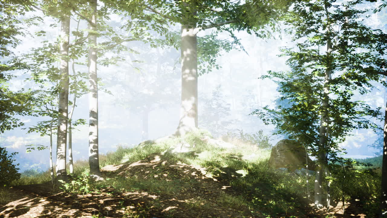 안개가 많은 아침에 숲 속의  ⁇ 빛