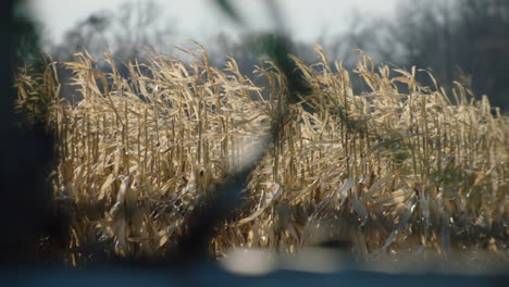 Tractor-Trailer-Harvest,-Sunny-Day,-Slow-Motion