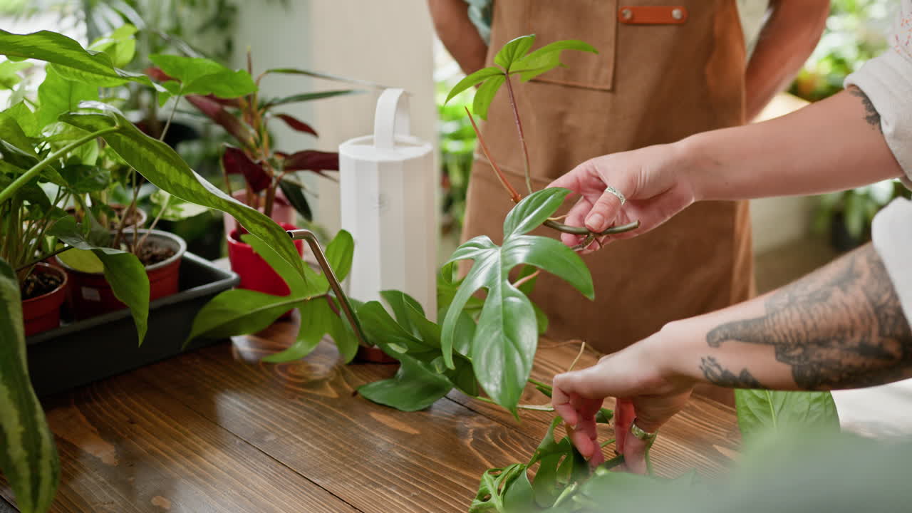 Donna che propaga una pianta di Monstera