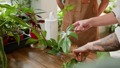 planta de monstera reproductora de la mujer