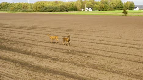 three deers standing on dirt field scratching each other