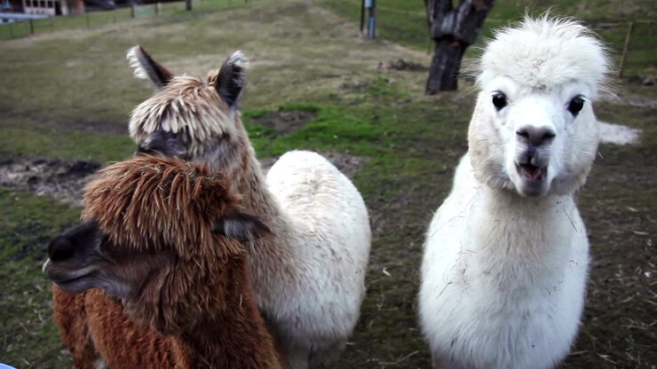 Alpaca sudamericano che mastica foraggio nelle terre svizzere.