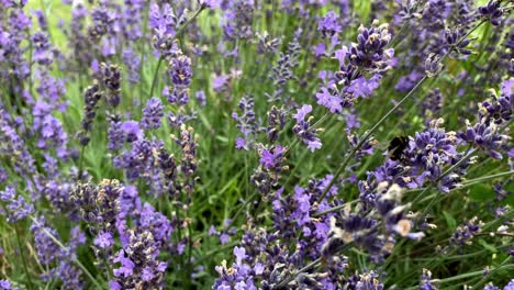 honey bee pollinating the beautiful purple lavender flowers