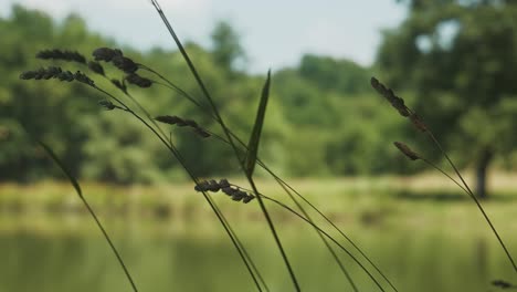 Ziemlich-Friedliche-Landschaftsszene-Mit-Nahaufnahme-Von-Langen-Gräsern-Neben-Einem-Ruhigen-See