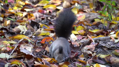 Tree squirrel ransacking in fallen leaves on the ground of an autumn forest