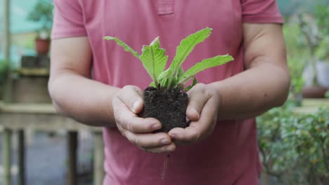 de las manos de un jardinero caucásico que sostiene una planta en el centro del jardín