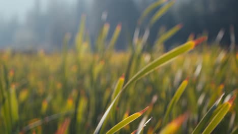 A-stunning-dreamlike-shot-of-a-gorgeous-grassy-field