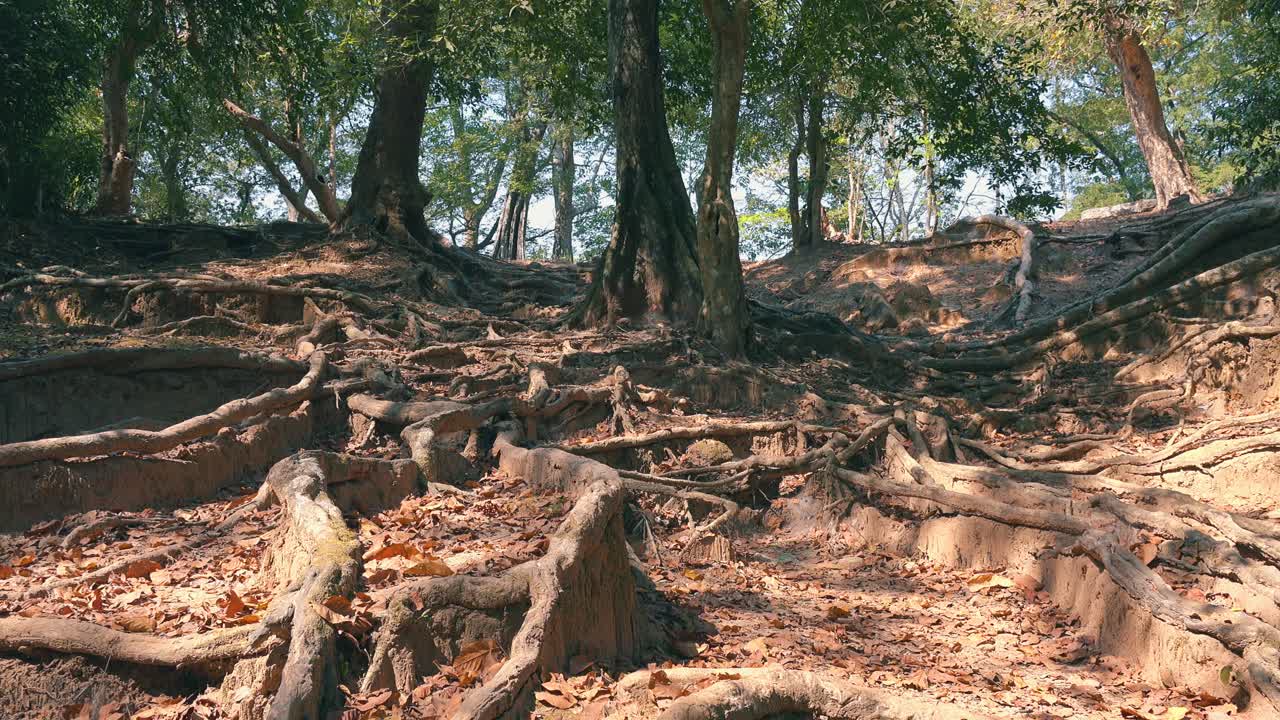 Pan Shot of a System of Complex Exposed Tree Roots in the Dirt